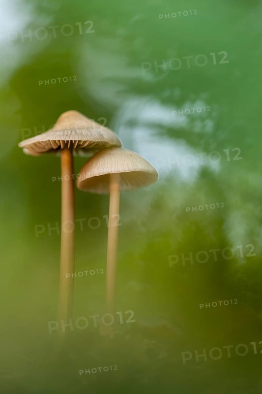Lilac bonnet (Mycena pura), Ahlhorn, Lower Saxony, Germany