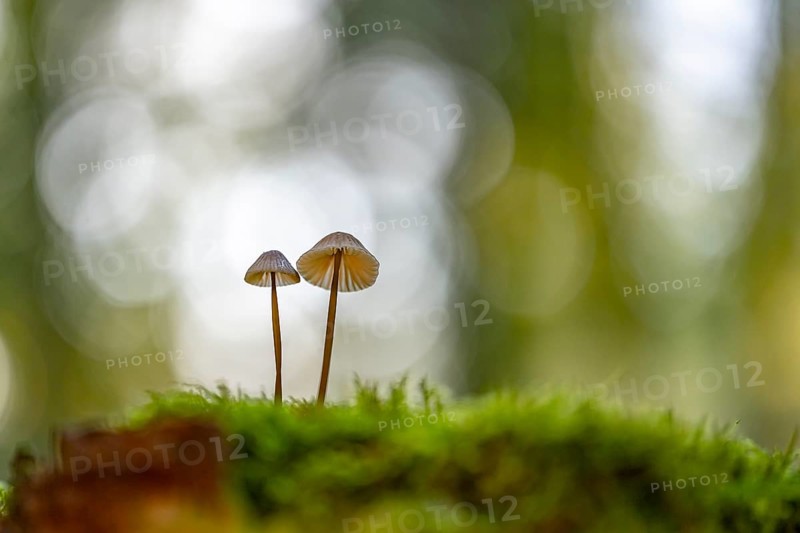 Mycena metata, Pilz, Ahlhorn, Lower Saxony, Germany