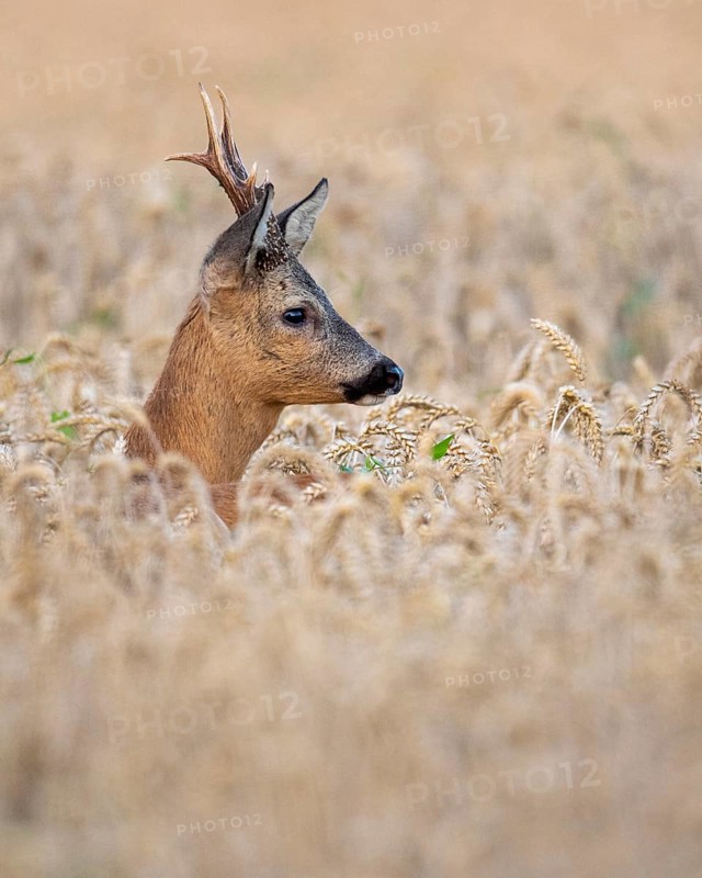 Roebuck (Capreolus capreolus) in wheat, Vechta, Lower Saxony, Germany