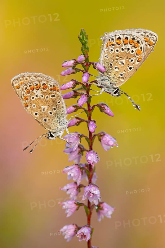 Blue butterfly (Polyommatus icarus), Goldenstedt moor, Goldenstedt, Lower Saxony, Germany