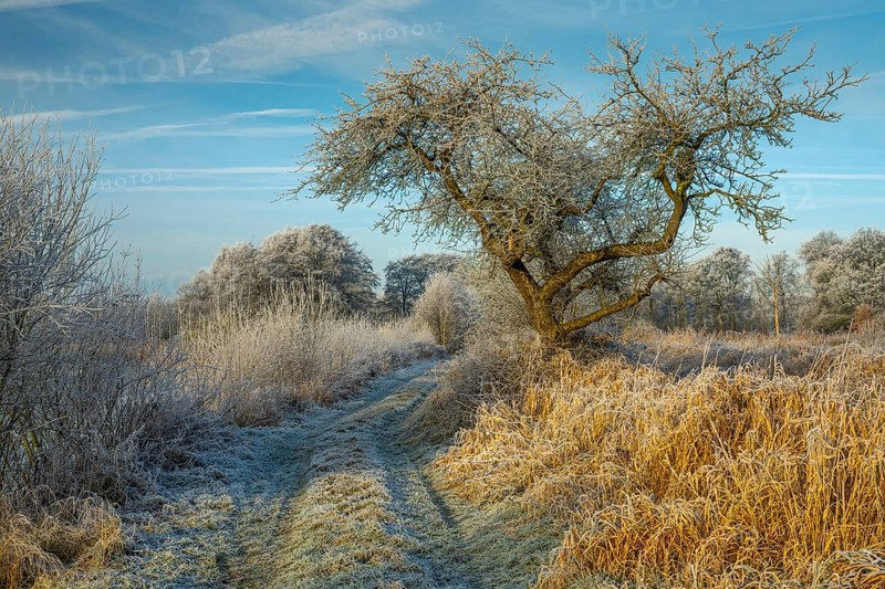 Winter hoarfrost at Ahlhorn fish ponds, Ahlhorn fish ponds, Ahlhorn, Lower Saxony, Germany