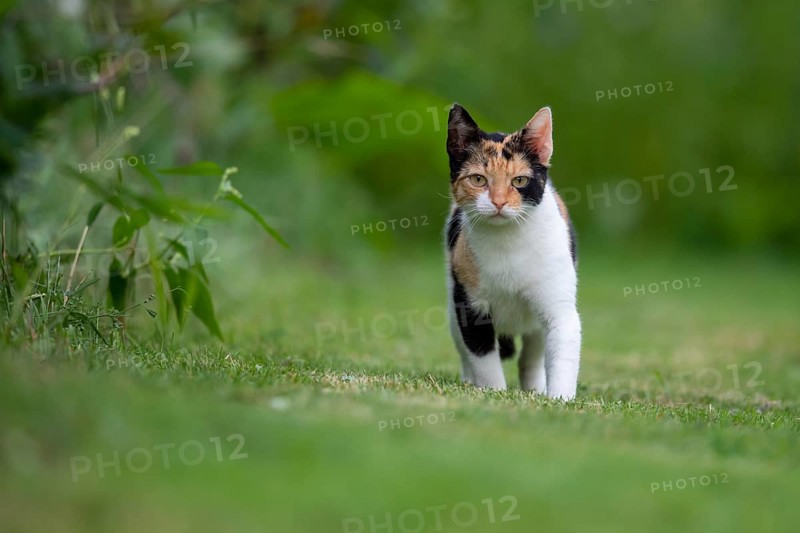 House cat in the garden, Stapelfeld, Cloppenburg, Lower Saxony, Germany
