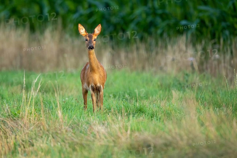 Female roe deer (Capreolus capreolus) in wheat, Vechta, Lower Saxony, Germany