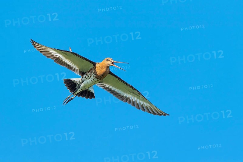 Black-tailed godwit (Limosa limosa) in flight, Lembruch, Lower Saxony, Germany