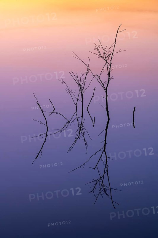 Birch (Betula) reflected in the water at dawn in the Molberger Dose, Hochmoor, Molbergen, Lower Saxony, Germany