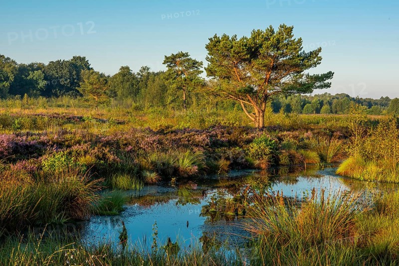 Venner Moor at heather blossom in late summer, Neuenkirchen-Vörden, Lower Saxony, Germany