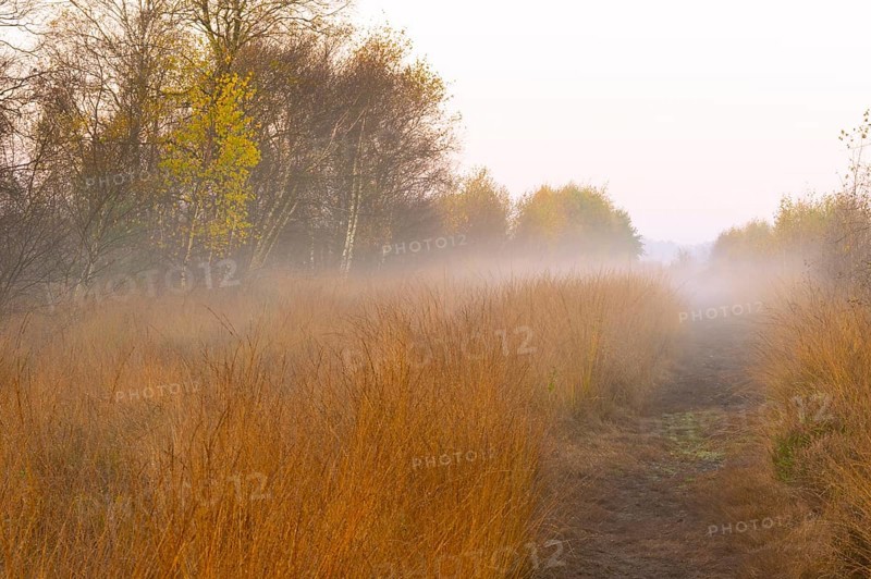 Fog is lying over the moor in Molberger Dose, Molbergen, Lower Saxony, Germany