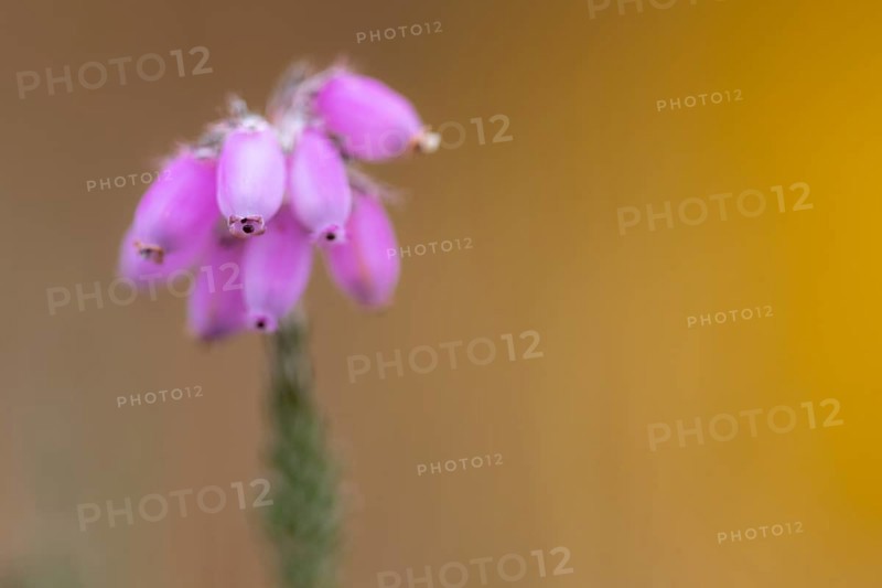 Bell heather (Erica tetralix) in the moor, Hahnenmoor, Herzlake, Lower Saxony, Germany