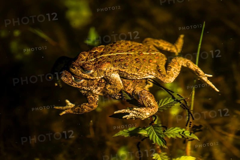 Two natterjack toads (Bufo calamita) mating in the water surrounded by plants, the female dragging a long spawning string behind her and attaching her eggs to aquatic plants, Dümmer nature park Park, Lower Saxony, Germany
