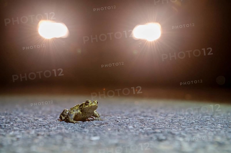 Common toad (Bufo Bufo) during toad migration at night in the spotlight, Dümmerniederung, Diepholz district, Lower Saxony, Germany