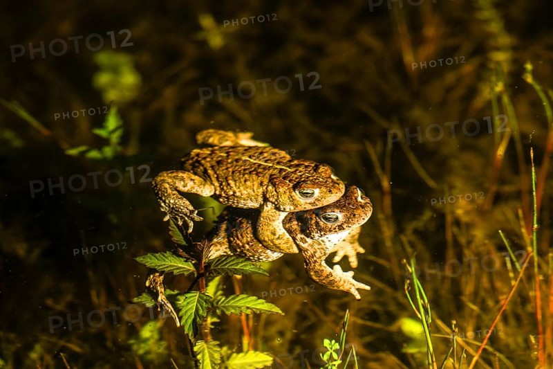Two natterjack toads (Bufo calamita) mating in the water surrounded by plants, Dümmer nature park Park, Lower Saxony, Germany