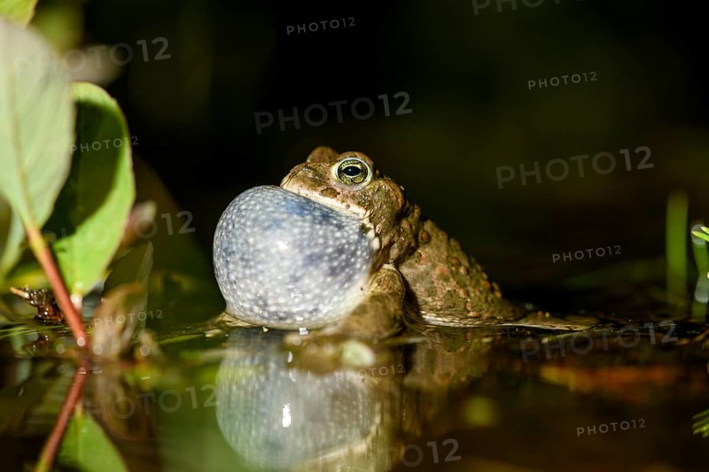 A natterjack toad (Bufo calamita) calls during courtship and reflects itself with its sound bubble in its spawning water, Dümmer nature park Park, Lower Saxony, Germany
