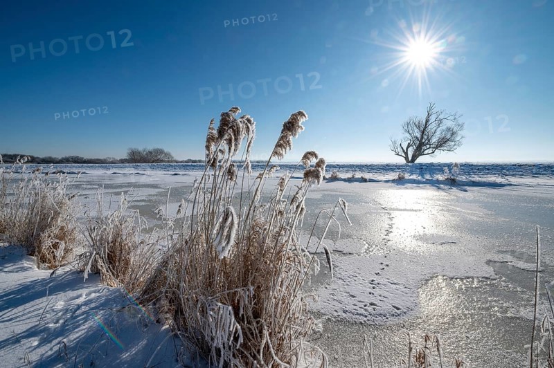 Wintery landscape with snow-covered reeds in front of the frozen Hunte River, in sunlight, Dümmer nature park Park, Lower Saxony, Germany