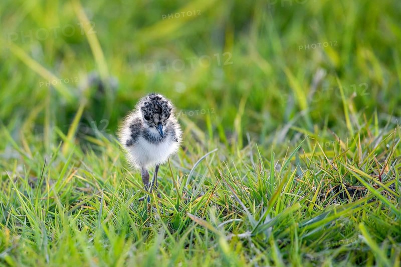 A lapwing chick (Vanellus vanellus) in down plumage in the tall grass runs curiously through a wet meadow, peaceful and natural scene, Dümmer nature park Park, Lower Saxony, Germany