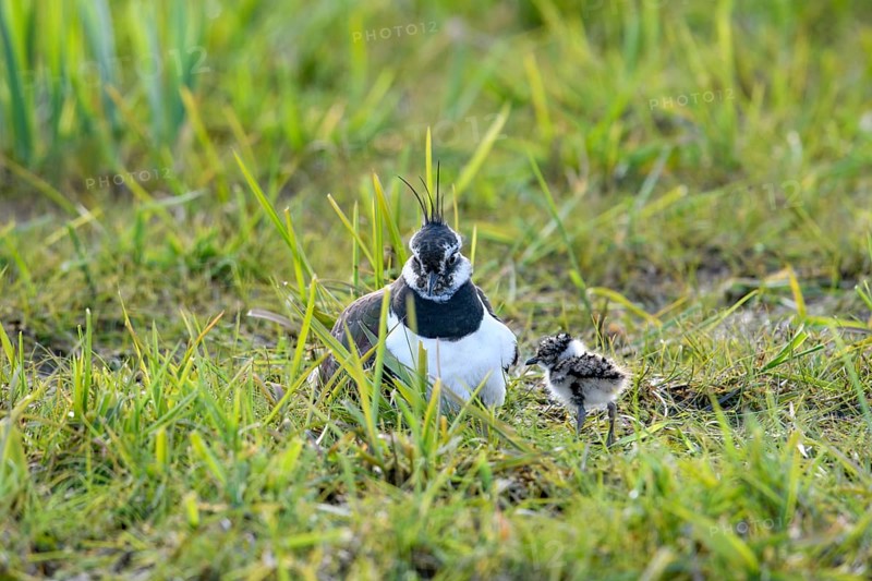 A lapwing (Vanellus vanellus) with its chick in down plumage in the tall grass of a wet meadow, Dümmer nature park Park, Lower Saxony, Germany