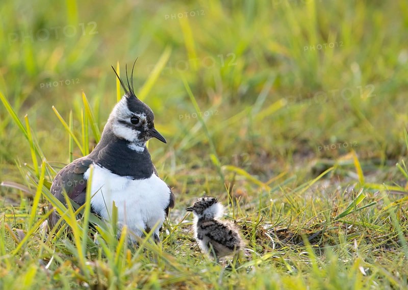 A lapwing (Vanellus vanellus) with its chick in down plumage in the tall grass of a wet meadow, peaceful and natural scene, Dümmer nature park Park, Lower Saxony, Germany