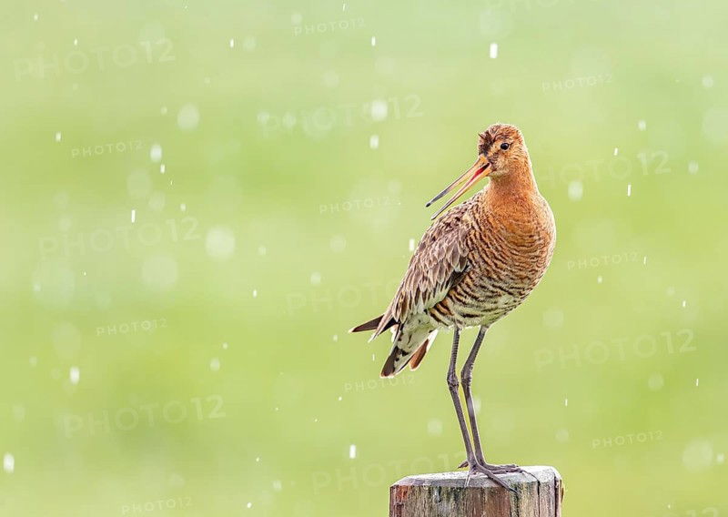 Black-tailed godwit (Limosa limosa) standing on a pole in the rain, drops form a picturesque backdrop, Dümmer nature park Park, Lower Saxony, Germany