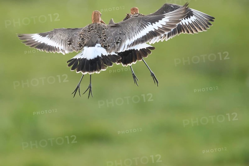 Two black-tailed godwits (Limosa limosa) in a wild territorial fight on a wet meadow, Dümmer nature park Park, Lower Saxony, Germany