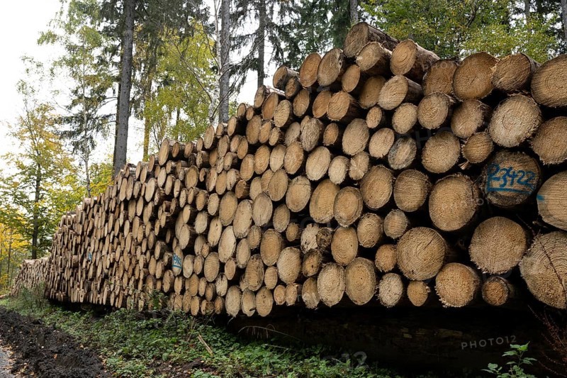 Logging in the Harz Mountains, forest work, Goslar, Lower Saxony, Germany