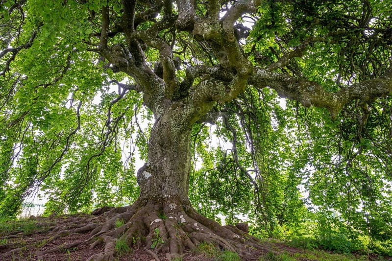 Süntel beech (Fagus sylvatica var. suentelensis), Blankenheim, North Rhine-Westphalia, Germany