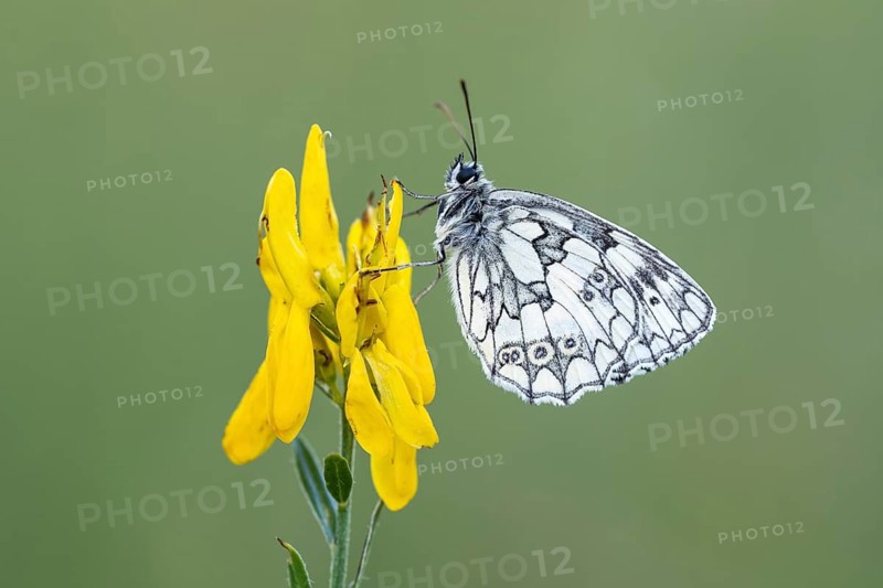 Checkerspot butterfly (Melanargia galathea) on gorse (Genista tinctoria), Bad Münstereifel, North Rhine-Westphalia, Germany