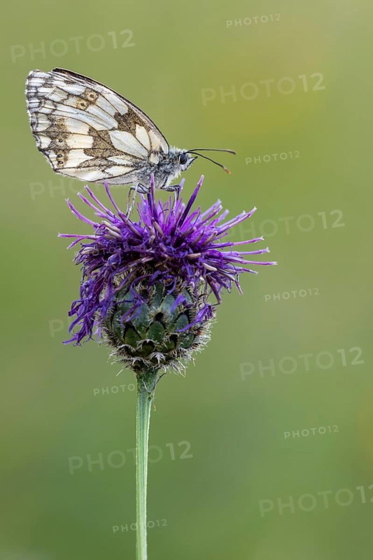 Checkerspot butterfly (Melanargia galathea), Bad Münstereifel, North Rhine-Westphalia, Germany