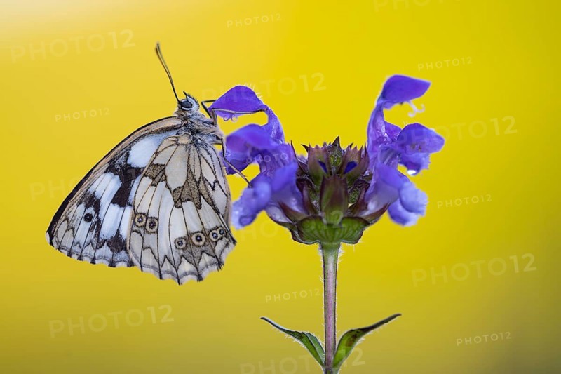 Checkerspot butterfly (Melanargia galathea) on Large Self-heal (Prunella grandiflora), Bad Münstereifel, North Rhine-Westphalia, Germany