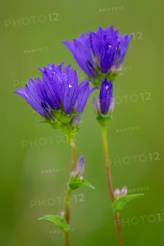 Campanula glomerata, Bad Münstereifel, North Rhine-Westphalia, Germany