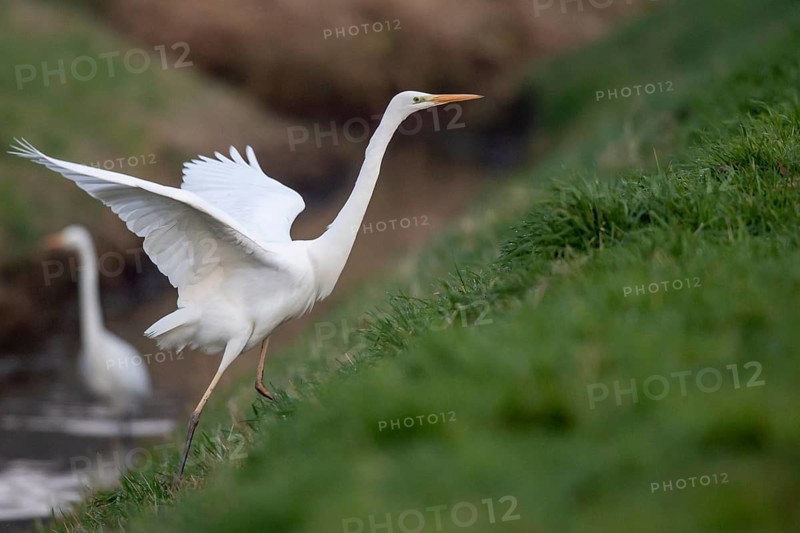 Great White Egret (Ardea alba, syn.: Casmerodius albus, Egretta alba), Dümmer, Lembruch, Lower Saxony, Germany