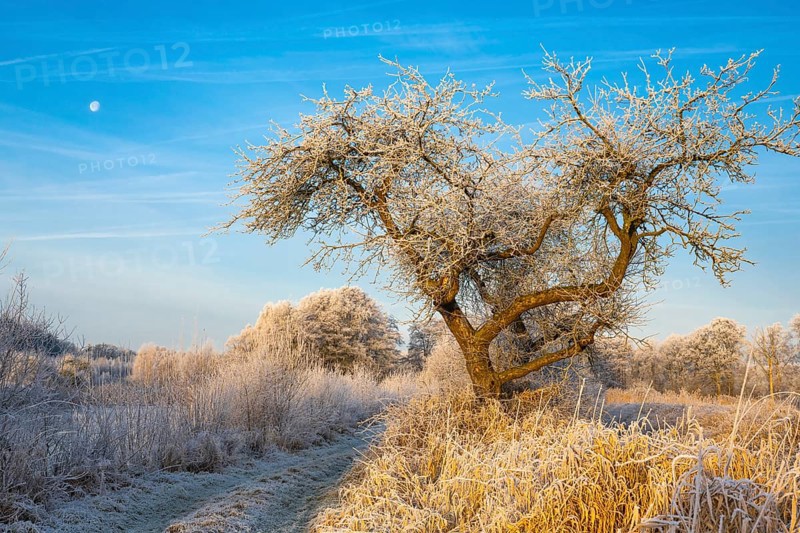 Winter hoarfrost at Ahlhorn fish ponds, apple tree, Ahlhorn fish ponds, Ahlhorn, Lower Saxony, Germany