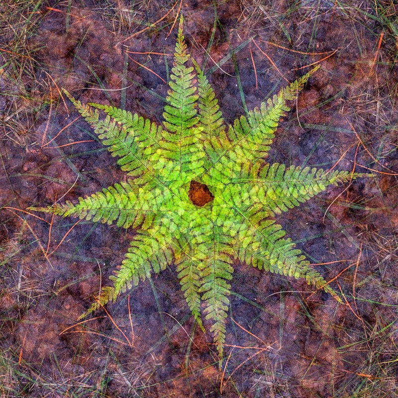 Autumn mosaic, multiple exposure of a forest floor, Ahlhorn, Lower Saxony, Germany