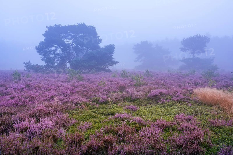 Flowering heather (Calluna vulgaris) with pine trees on a foggy morning in the Ahlhorner Heide, Ahlhorn, Lower Saxony, Germany