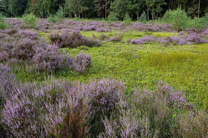Flowering heather (Calluna vulgaris) at the Ahlhorn fishponds in late summer, Ahlhorn, Lower Saxony, Germany