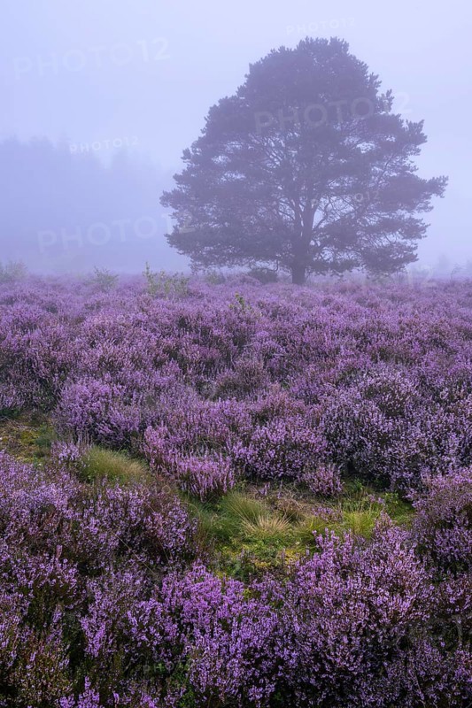 Flowering heather (Calluna vulgaris) with pine trees on a foggy morning in the Ahlhorner Heide, Ahlhorn, Lower Saxony, Germany