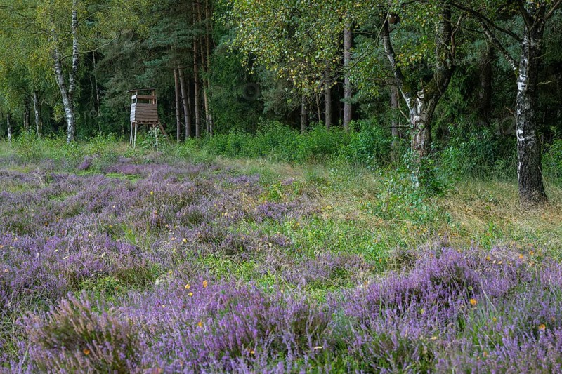 Flowering heather (Calluna vulgaris) at the Ahlhorn fish ponds in late summer, high seat, hunting, Ahlhorn, Lower Saxony, Germany