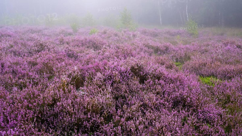 Flowering heather (Calluna vulgaris) on a foggy morning in the Ahlhorner Heide, Ahlhorn, Lower Saxony, Germany