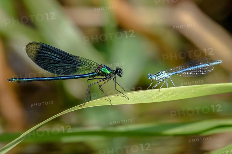 A Banded demoiselle (Calopteryx splendens) on the left and a White-legged damselfly (Platycnemis pennipes) sitting on a leaf in nature, Lower Saxony, Germany