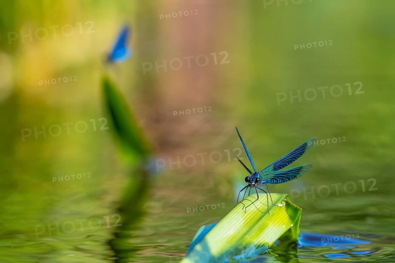 A Banded demoiselle (Calopteryx splendens) sitting on a leaf, iridescent wings glistening in the sun, Lower Saxony, Germany