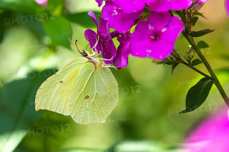 Lemon butterfly (Gonepteryx rhamni), Vechta, Lower Saxony, Germany