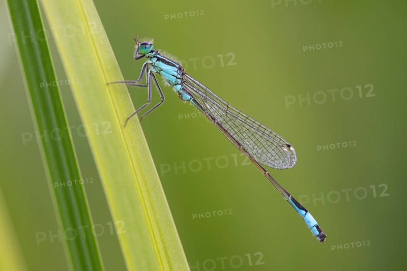 Blue-tailed damselfly (Ischnura elegans), Ahlhorn, Lower Saxony, Germany