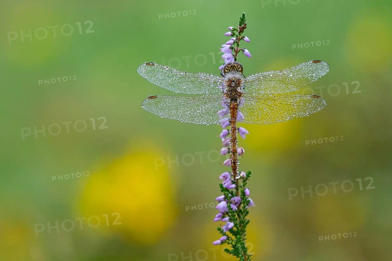 Marsh dragonfly (Sympetrum depressiusculum) in the morning dew on flowering heather (Calluna vulgaris), Ahlhorn, Lower Saxony, Germany