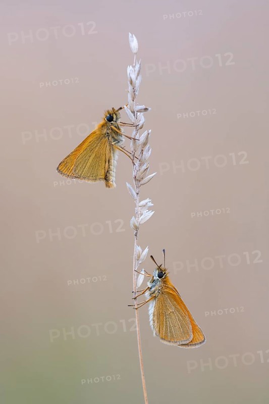 Large skipper (Ochlodes sylvanus), Ahlhorn, Lower Saxony, Germany