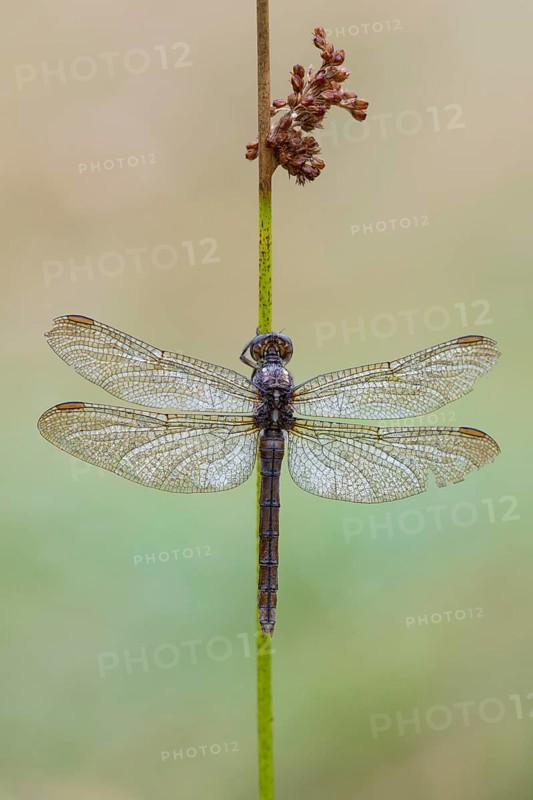 Marsh dragonfly (Sympetrum depressiusculum), Ahlhorn, Lower Saxony, Germany