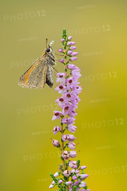 Large skipper (Ochlodes sylvanus) on flowering heather (Calluna vulgaris), Ahlhorn, Lower Saxony, Germany
