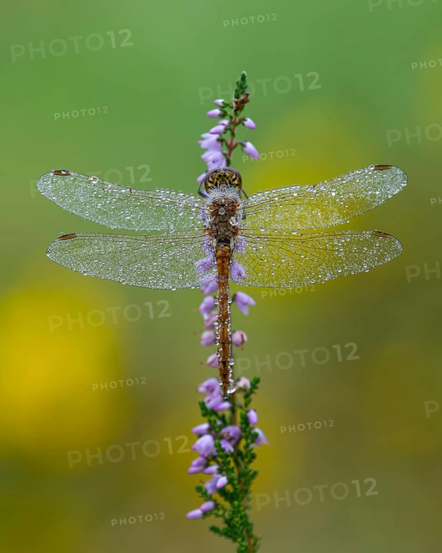 Marsh dragonfly (Sympetrum depressiusculum) in the morning dew on flowering heather (Calluna vulgaris), Ahlhorn, Lower Saxony, Germany