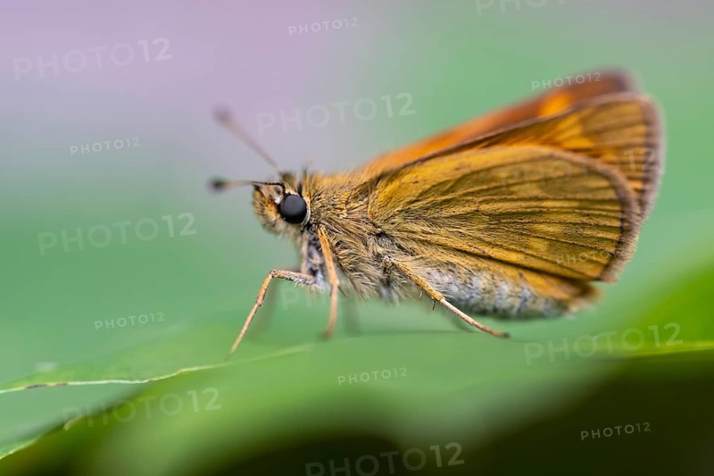 Large skipper (Ochlodes sylvanus), Ahlhorn, Lower Saxony, Netherlands