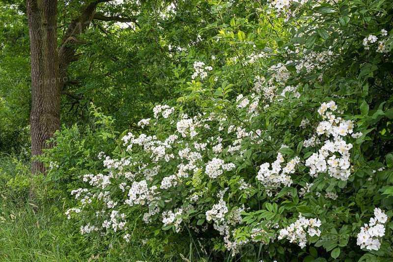 Hedge rose (Rosa corymbifera), Ahlhorn, Lower Saxony, Germany