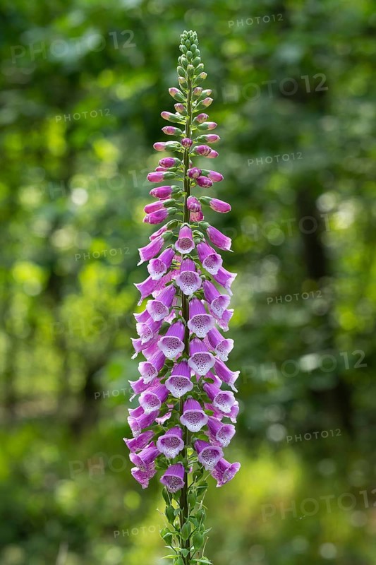 Flowering foxglove (Digitalis purpurea) in a forest clearing, Vechta, Lower Saxony, Germany
