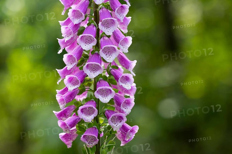 Flowering foxglove (Digitalis purpurea) in a forest clearing, Vechta, Lower Saxony, Germany