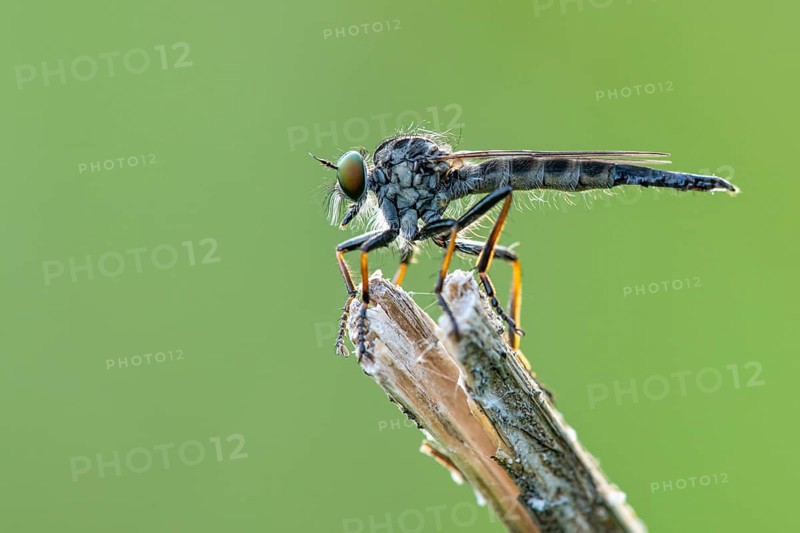 Tolmerus atricapillus (Tolmerus atricapillus), Ahlhorn, Lower Saxony, Germany